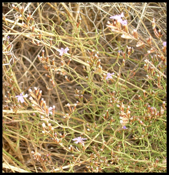 Limonium tigulianum?